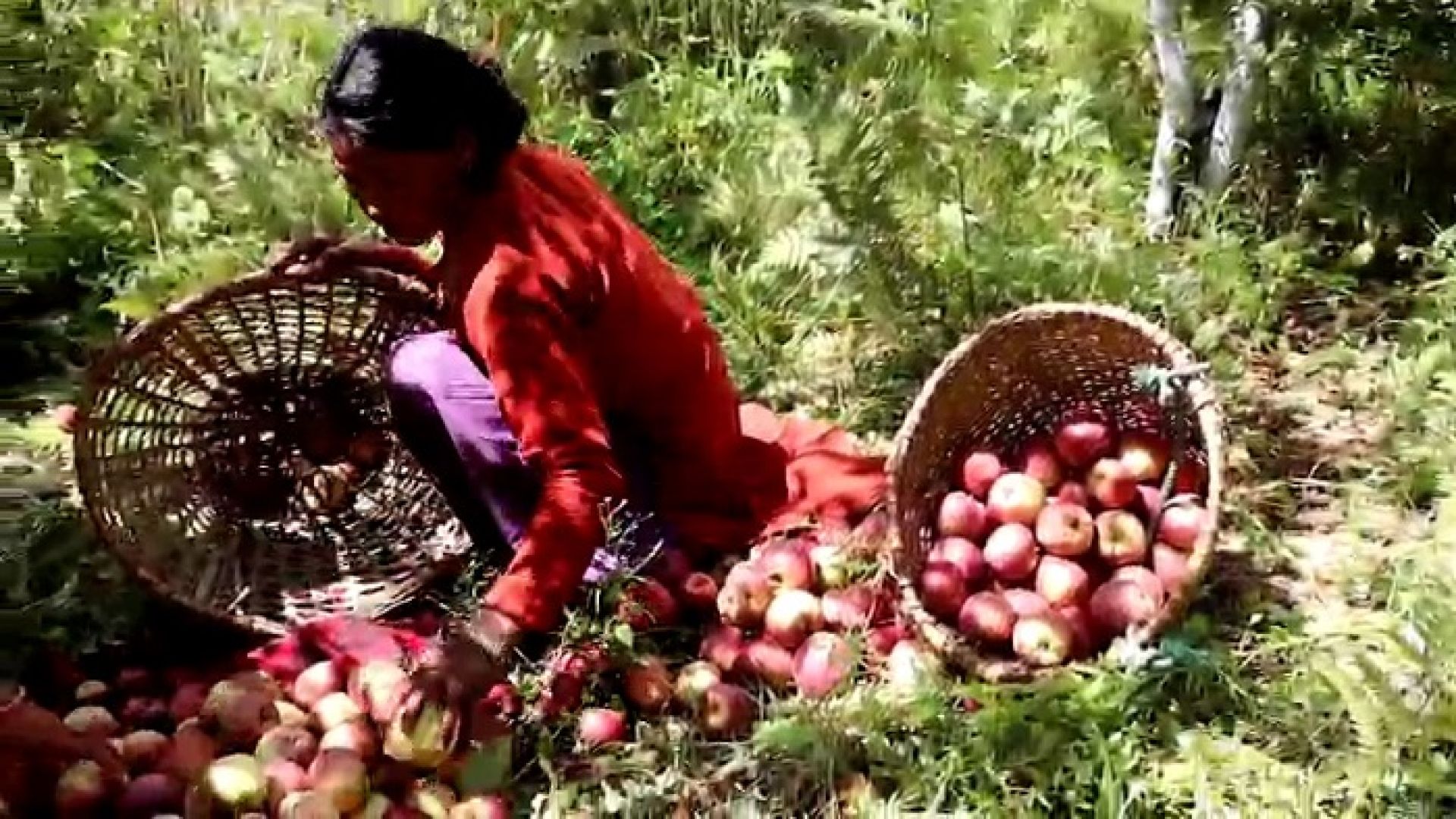 स्याउखेतीबाट आत्मनिर्भर बन्दै मुगुका कृषक, वार्षिक ५० हजारदेखि डेढ लाखसम्म आम्दानी
